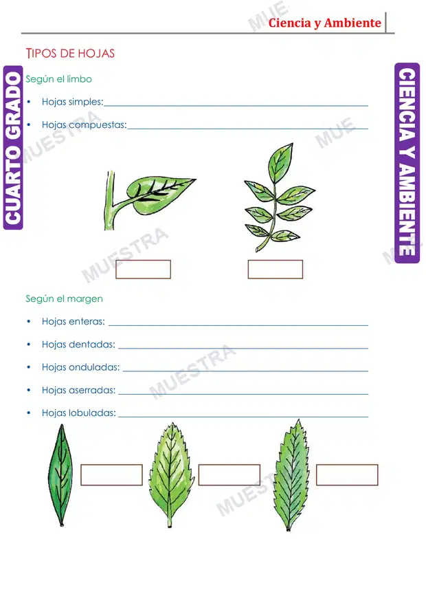 Muestra de La Hoja