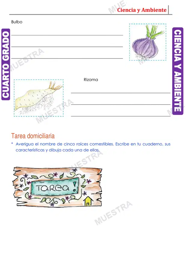Muestra de La Raíz
