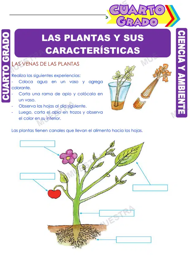 Las Plantas y sus Características