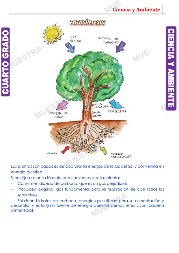 Muestra de Las Plantas y sus Características