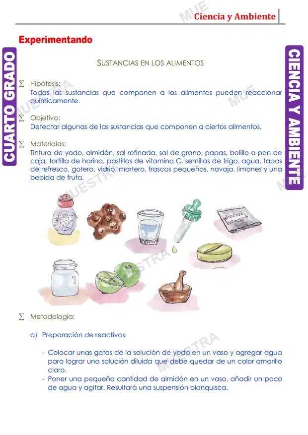 Muestra de Los Alimentos y su Clasificación