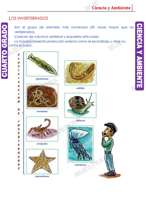 Muestra de Los Animales Invertebrados