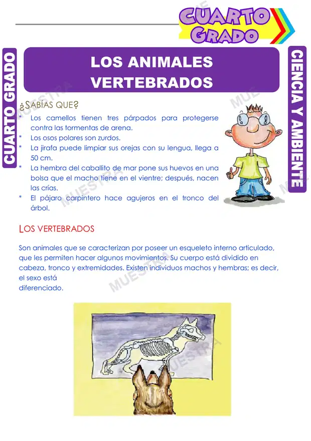 Los Animales Vertebrados