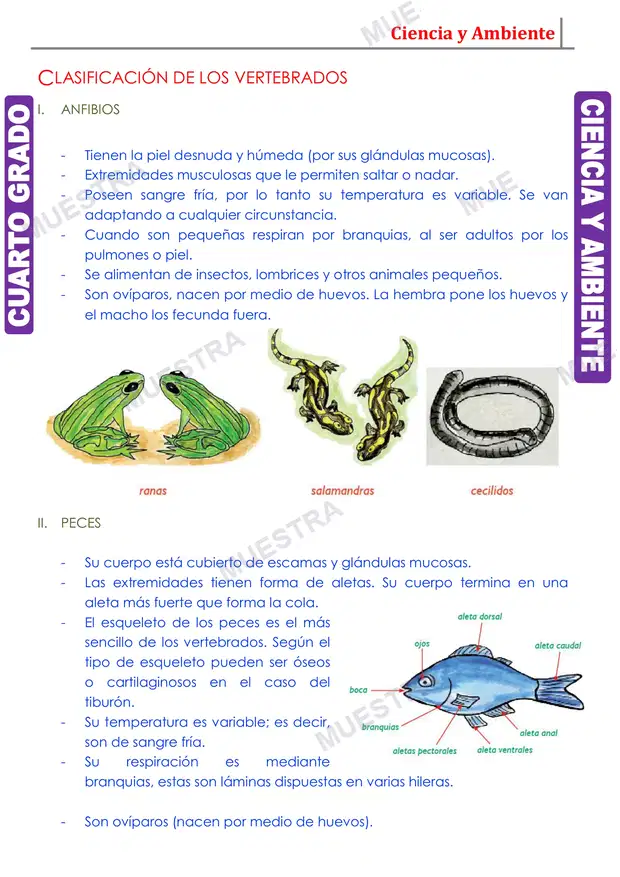 Muestra de Los Animales Vertebrados