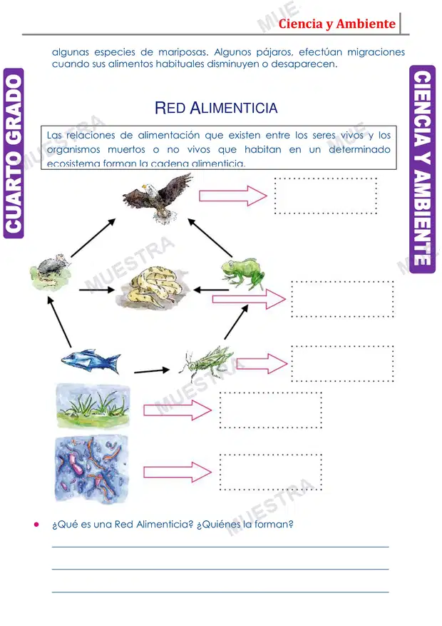 Muestra de Red Alimenticia