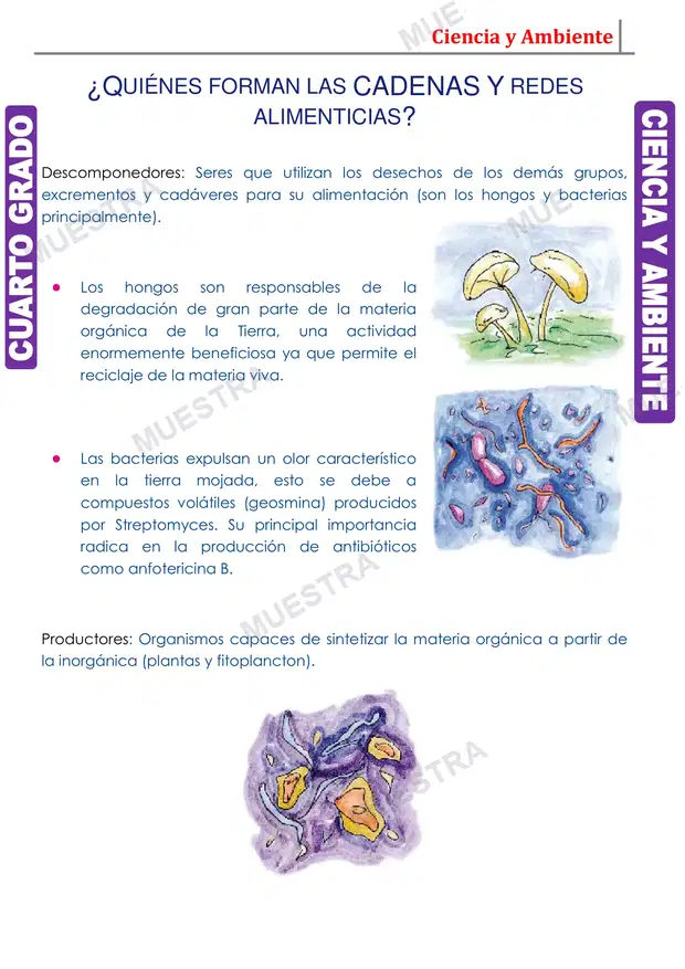 Muestra de Red Alimenticia