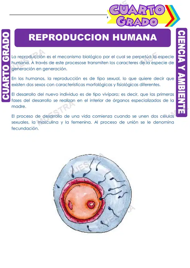 Reproducción Humana