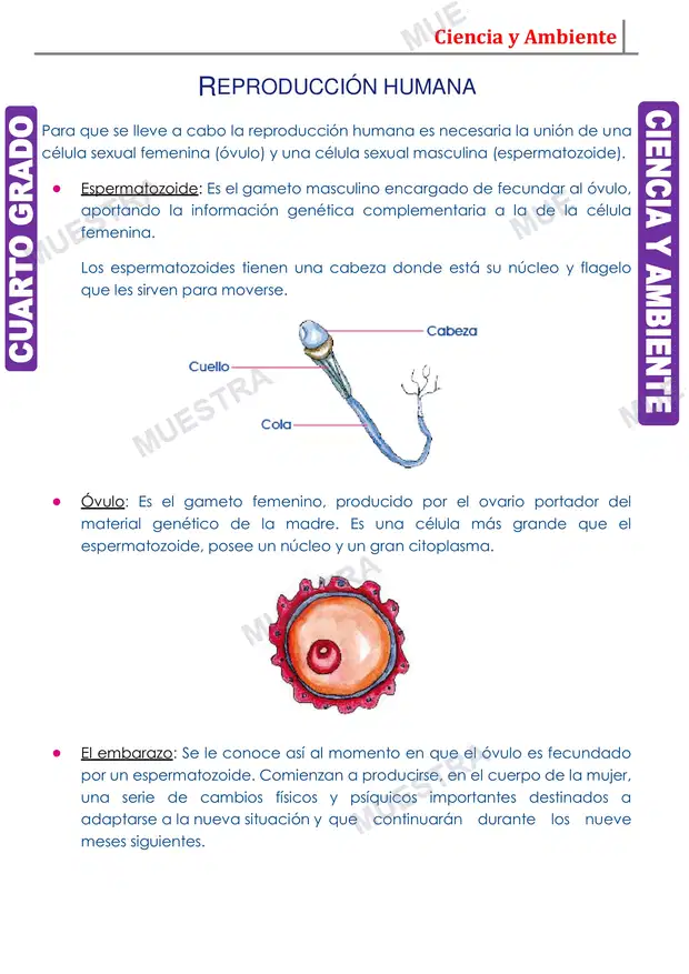 Muestra de Reproducción Humana