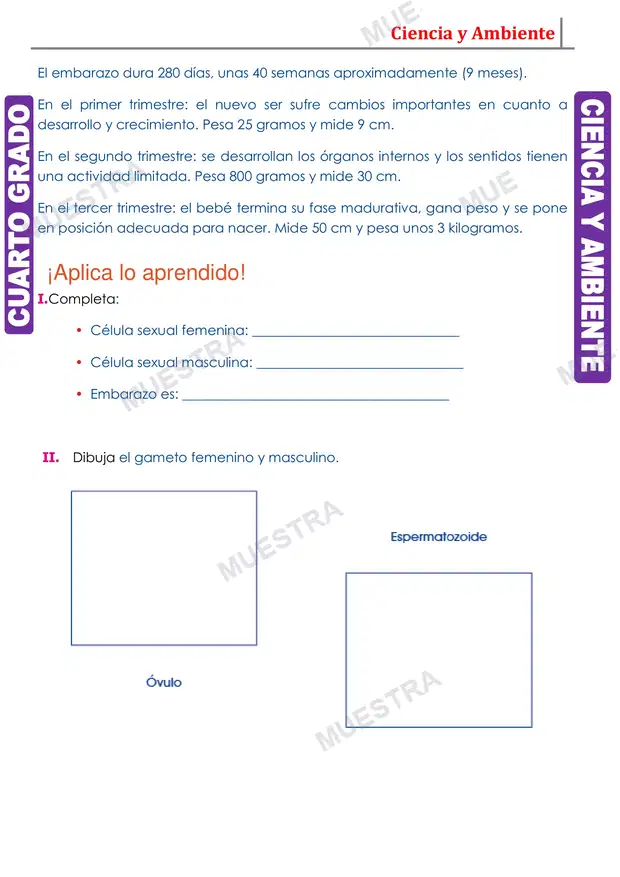 Muestra de Reproducción Humana