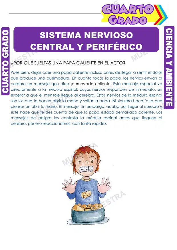 Sistema Nervioso Central y Periférico