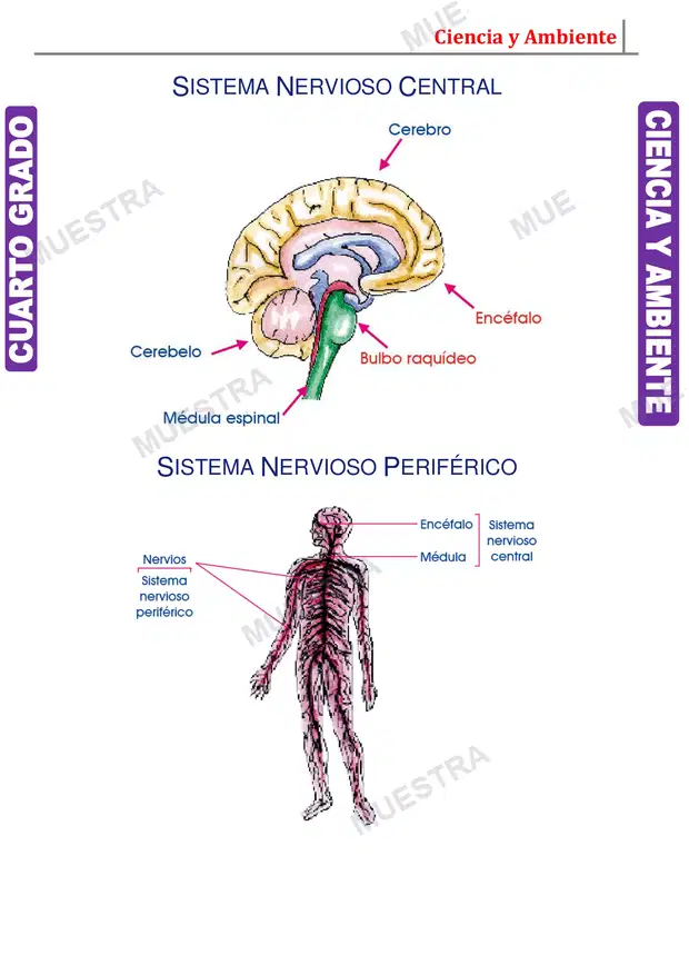 Muestra de Sistema Nervioso Central y Periférico