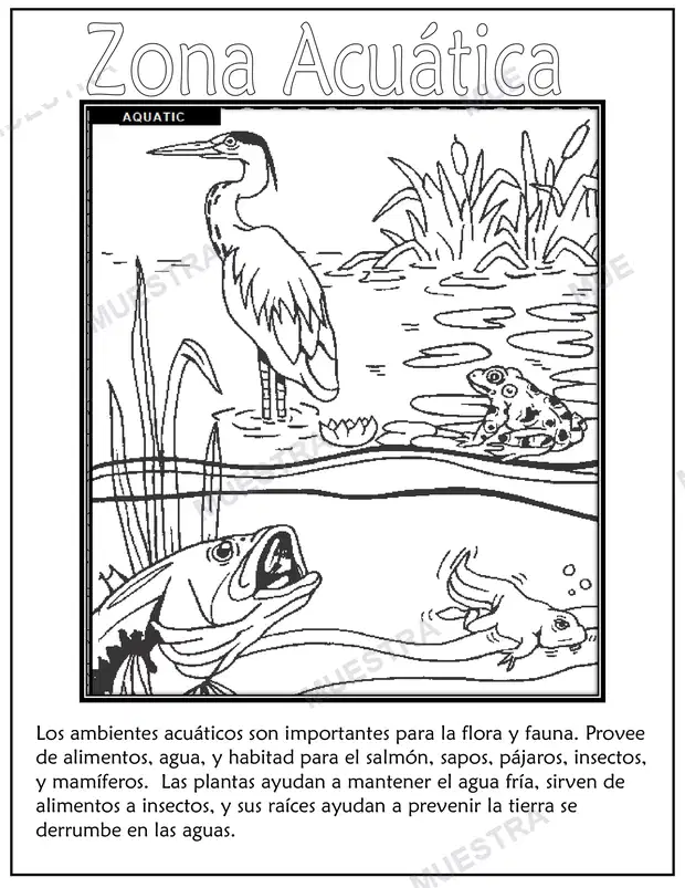 Muestra de El Salmón y sus Amigos en las Zonas Riparias