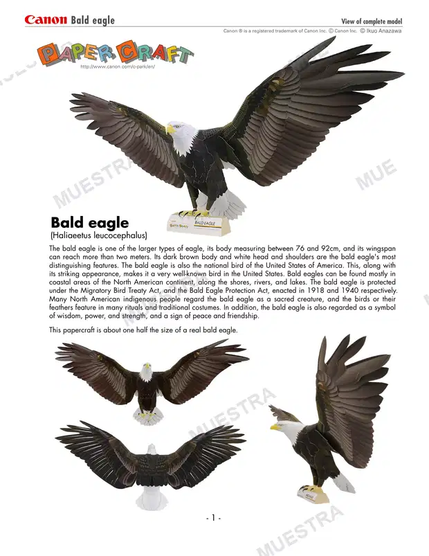 Águila Calva