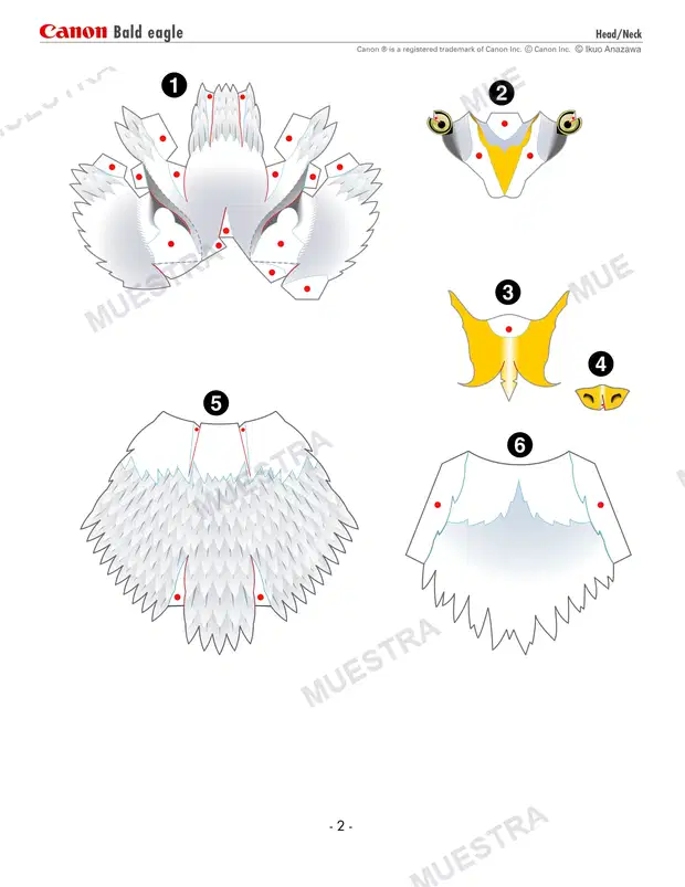 Muestra de Águila Calva