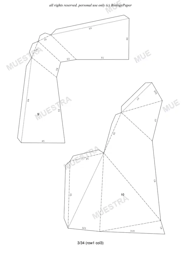 Muestra de tiburon martillo template